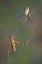Spider and hopper in web Royalty Free Stock Photo