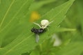 Spider hunter caught a fly and eats it. Wildlife, macro, animals, microcosm, arachnids, fauna, flora