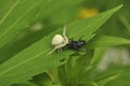 Spider hunter caught a fly and eats it. Wildlife, macro, animals, microcosm, arachnids, fauna, flora