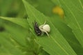 Spider hunter caught a fly and eats it. Wildlife, macro, animals, microcosm, arachnids, fauna, flora