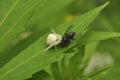 Spider hunter caught a fly and eats it. Wildlife, macro, animals, microcosm, arachnids, fauna, flora