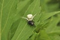 Spider hunter caught a fly and eats it. Wildlife, macro, animals, microcosm, arachnids, fauna, flora