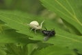 Spider hunter caught a fly and eats it. Wildlife, macro, animals, microcosm, arachnids, fauna, flora