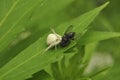 Spider hunter caught a fly and eats it. Wildlife, macro, animals, microcosm, arachnids, fauna, flora