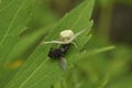 Spider hunter caught a fly and eats it. Wildlife, macro, animals, microcosm, arachnids, fauna, flora