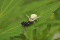 Spider hunter caught a fly and eats it. Wildlife, macro, animals, microcosm, arachnids, fauna, flora