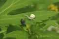 Spider hunter caught a fly and eats it. Wildlife, macro, animals, microcosm, arachnids, fauna, flora