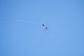 spider is hunting, catching another insect with its web, under the blue sky Royalty Free Stock Photo