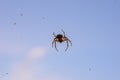 Spider hunting flies on web on web against blue sky Royalty Free Stock Photo