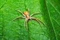 Spider hunting on a leaf