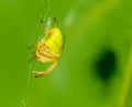 Spider is hunting in the park Royalty Free Stock Photo