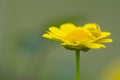 Spider hunting on top of a marigold Royalty Free Stock Photo