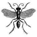 Spider Huntress Wasp, vintage illustration