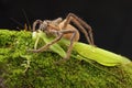 A spider huntsman is eating a praying mantis on a rock overgrown with moss.