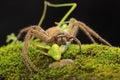 A spider huntsman is eating a praying mantis on a rock overgrown with moss.