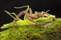 A spider huntsman is eating a praying mantis on a rock overgrown with moss.