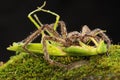 A spider huntsman is eating a praying mantis on a rock overgrown with moss.