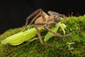 A spider huntsman is eating a praying mantis on a rock overgrown with moss.