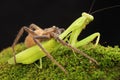 A spider huntsman is eating a praying mantis on a rock overgrown with moss.