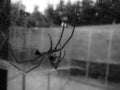 Spider husk on window