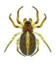 Spider Hypsosinga sanguinea