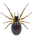 Spider Hypsosinga sanguinea