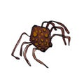 Spider illustration, watercolor. spider arachnid animal insect scary fear horror. Holiday danger, bug, halloween spooky