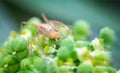 A long-legged spider on the Hra Bong Phet. against blurred background