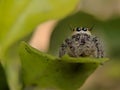 Spider insect Leaf Macro View Royalty Free Stock Photo