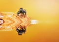 Spider,insect nature,natural,art Royalty Free Stock Photo