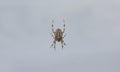 A spider insect watches over its prey Royalty Free Stock Photo