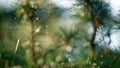 Spider insect weaving cobweb in close up nature summer rainforest outdoors.