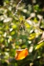 Spider insects danger poison tusket web