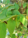 Spider insects nest in tree leaves