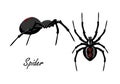 Spider isolated on white backdrop set. Top and side view on realistic insect