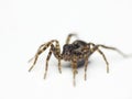 Spider Royalty Free Stock Photo