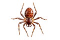 spider isolated on a white background. close-up. macro Royalty Free Stock Photo