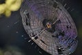 Spider and its impressive web sidelit by morning sun Royalty Free Stock Photo