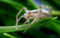 spider in its natural environment Royalty Free Stock Photo