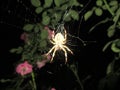 Spider and its network