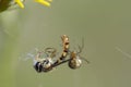 Spider and its prey Royalty Free Stock Photo
