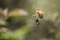 Spider and its prey Royalty Free Stock Photo