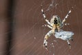 A Spider With Its Prey. Macro shot Royalty Free Stock Photo