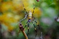 Spider and its prey on the web Royalty Free Stock Photo