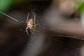 Spider and its spider web Royalty Free Stock Photo