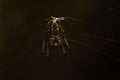 Spider in its spider web