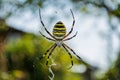 The spider and its web. Spider Argiope bruennichi or Wasp-spider. Closeup photo of Wasp spider. Royalty Free Stock Photo