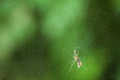 A spider in its web eating its prey Royalty Free Stock Photo