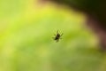 A spider on its web with a leaf as background Royalty Free Stock Photo