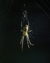 Spider on its web - Metellina segmentata Royalty Free Stock Photo